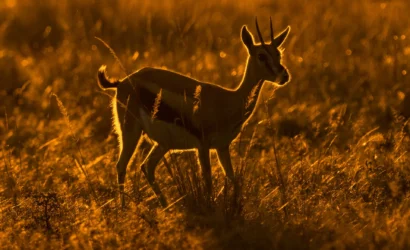 Maasai Mara National Reserve 24